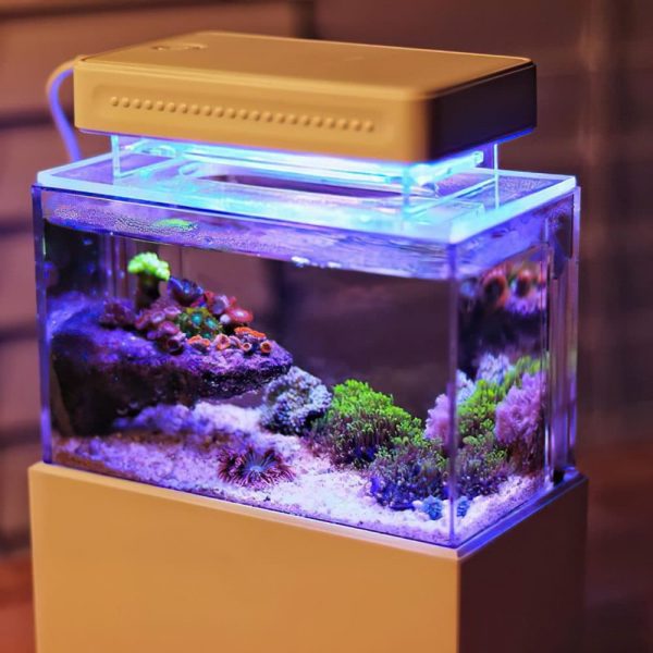 Micro reef aquarium